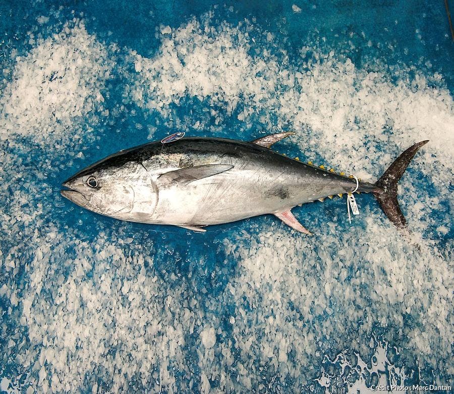 Thon rouge de l'Atlantique • Thunnus thynnus • Fiche poissons