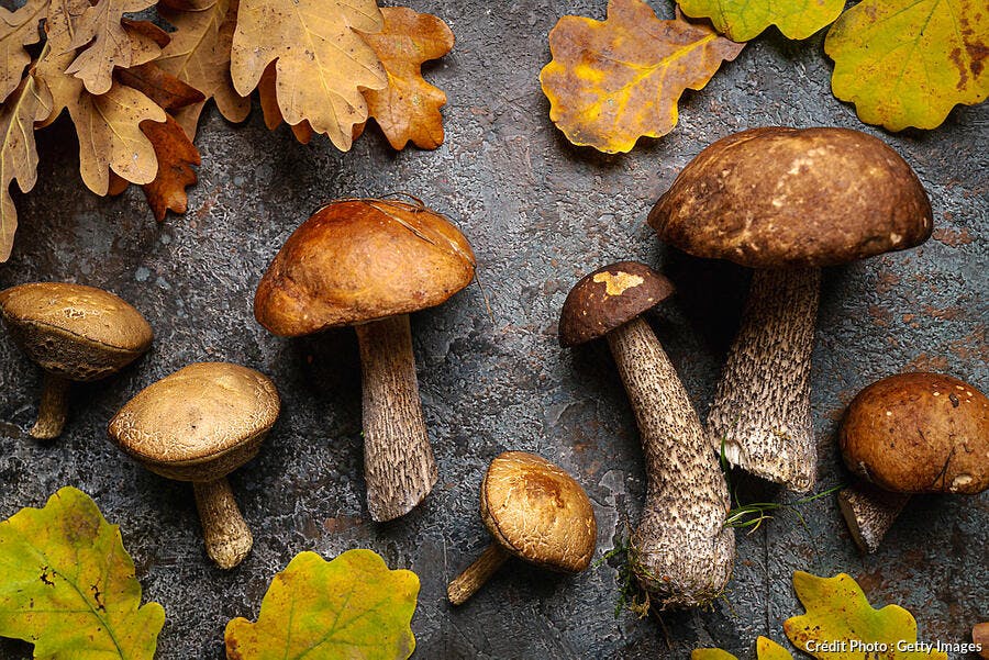 Conseils, précautions Comment bien cueillir champignons et châtaignes en  forêt ?