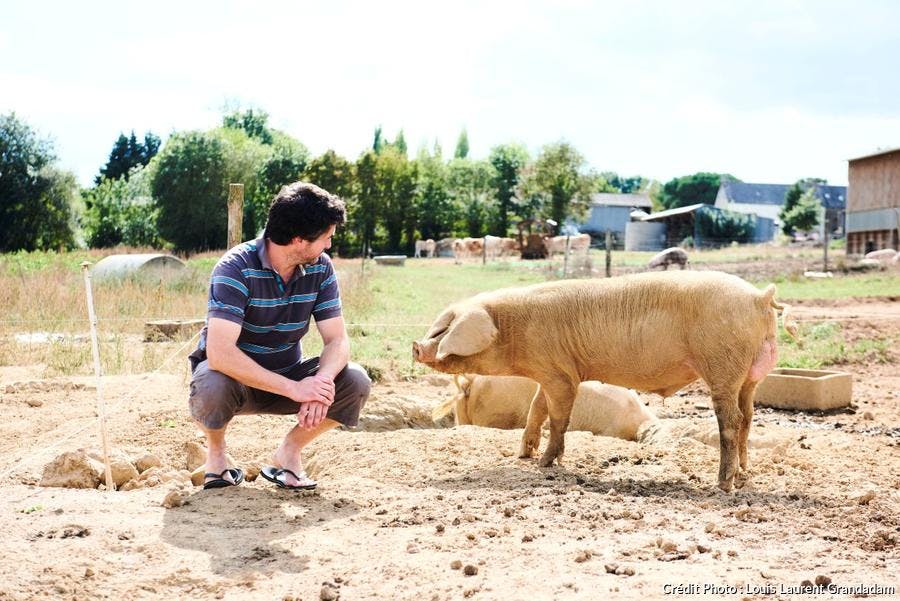 Comment Cuisiner Le Porc Regal