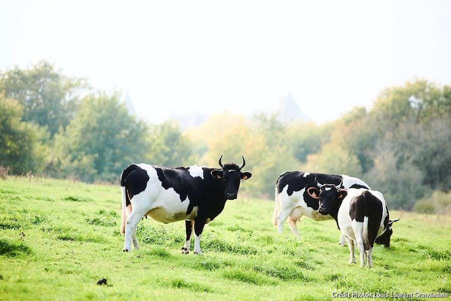 Vaches dans un champ 