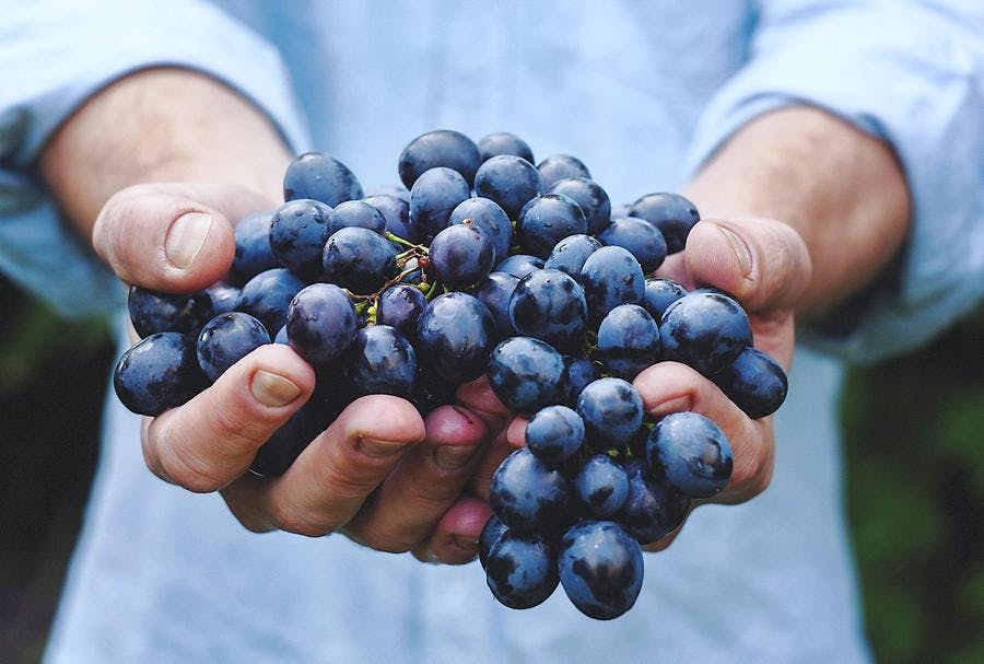 Le Raisin L Automne En Grappes Regal Le Raisin L Automne En Grappes Regal