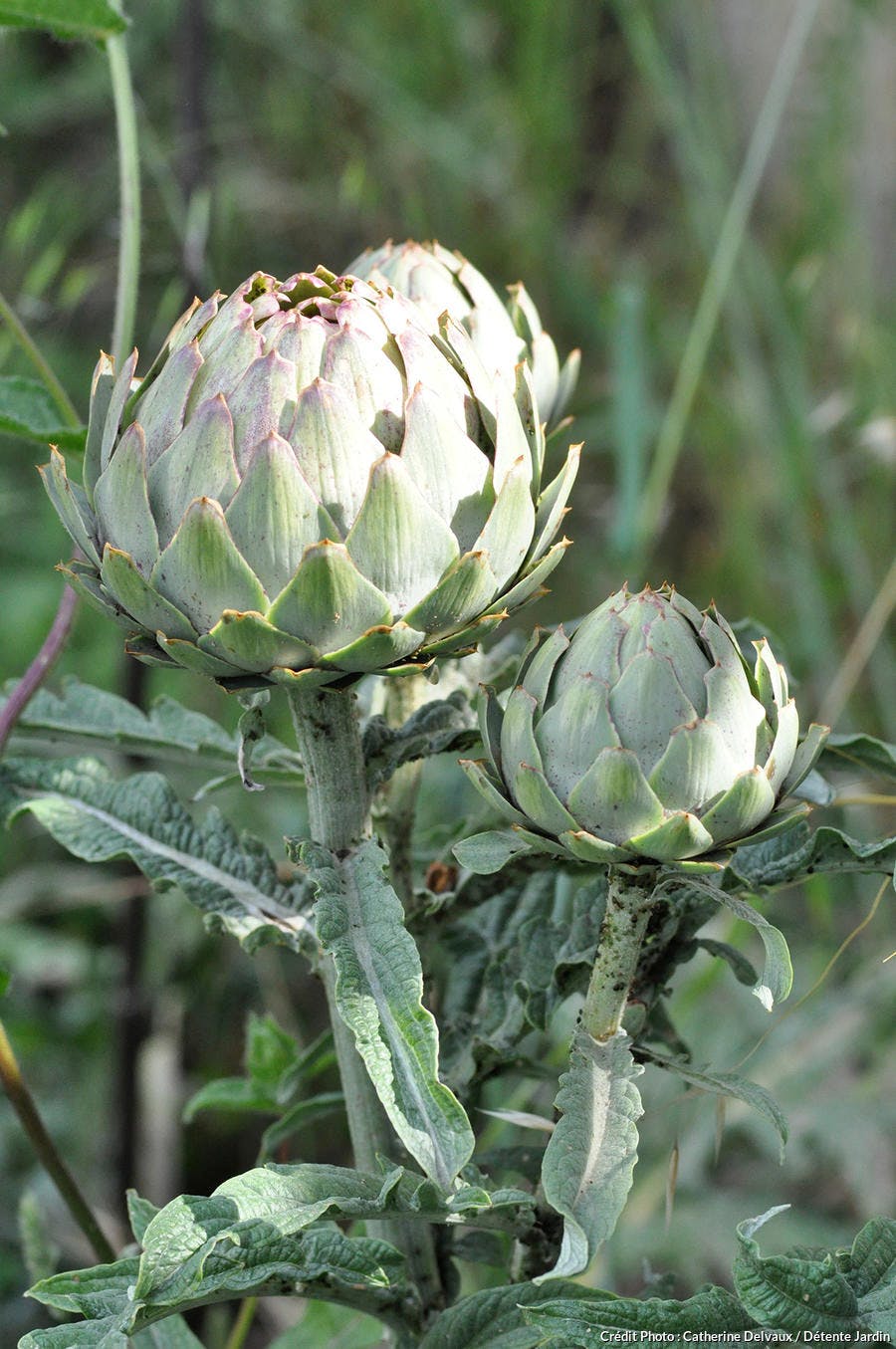 Artichaut Conseils D Achat Et De Preparation Regal