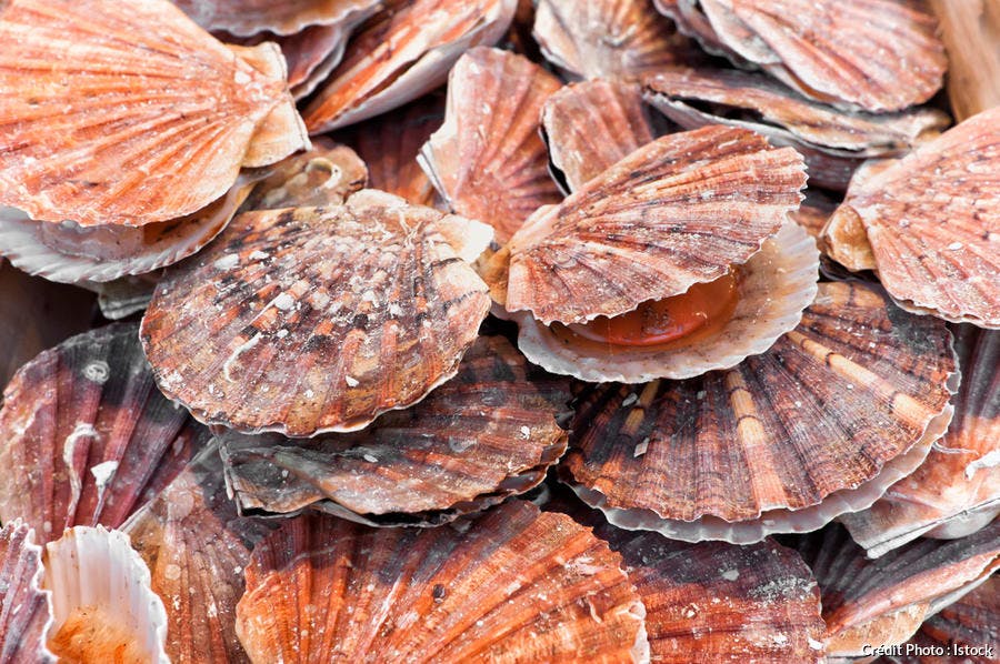 coquille-saint-jacques_istock.jpg 