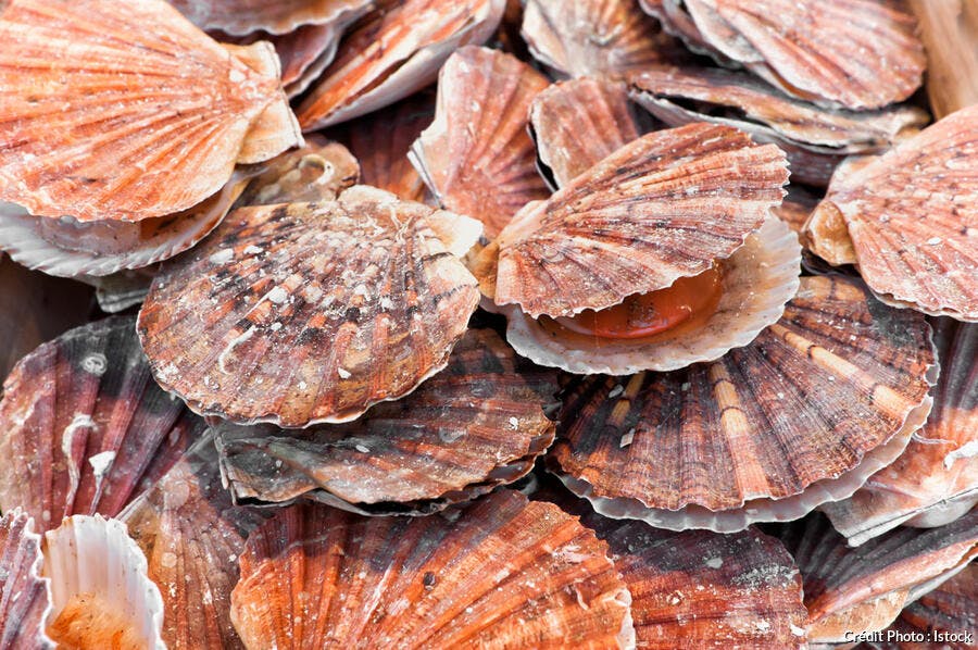 Coquille Saint Jacques Conseils D Achat Recettes Et Astuces De Cuisine Regal Coquille Saint Jacques Conseils D Achat Recettes Et Astuces De Cuisine Regal