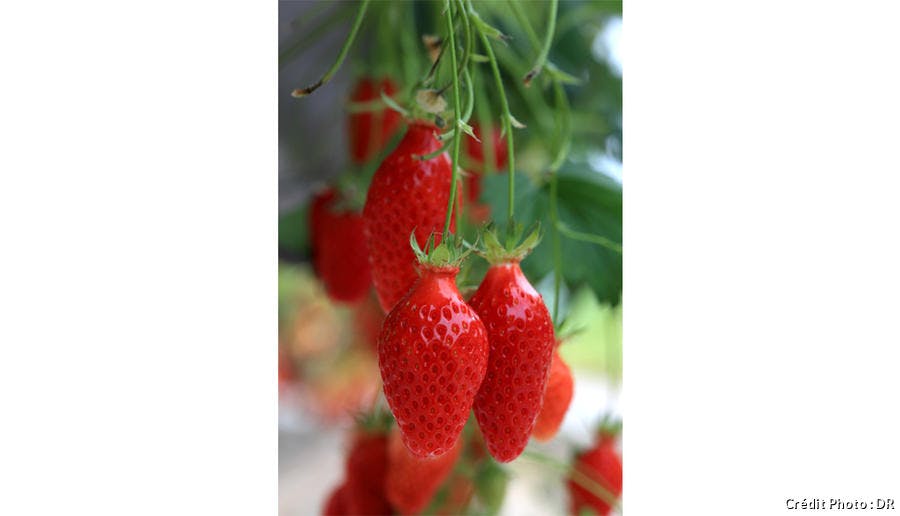 fraise-gariguette-in-situ_dr.jpg 