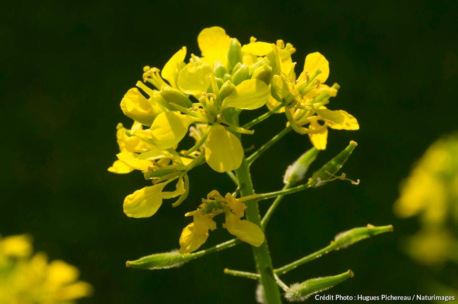 La moutarde savoirfaire et conseils d