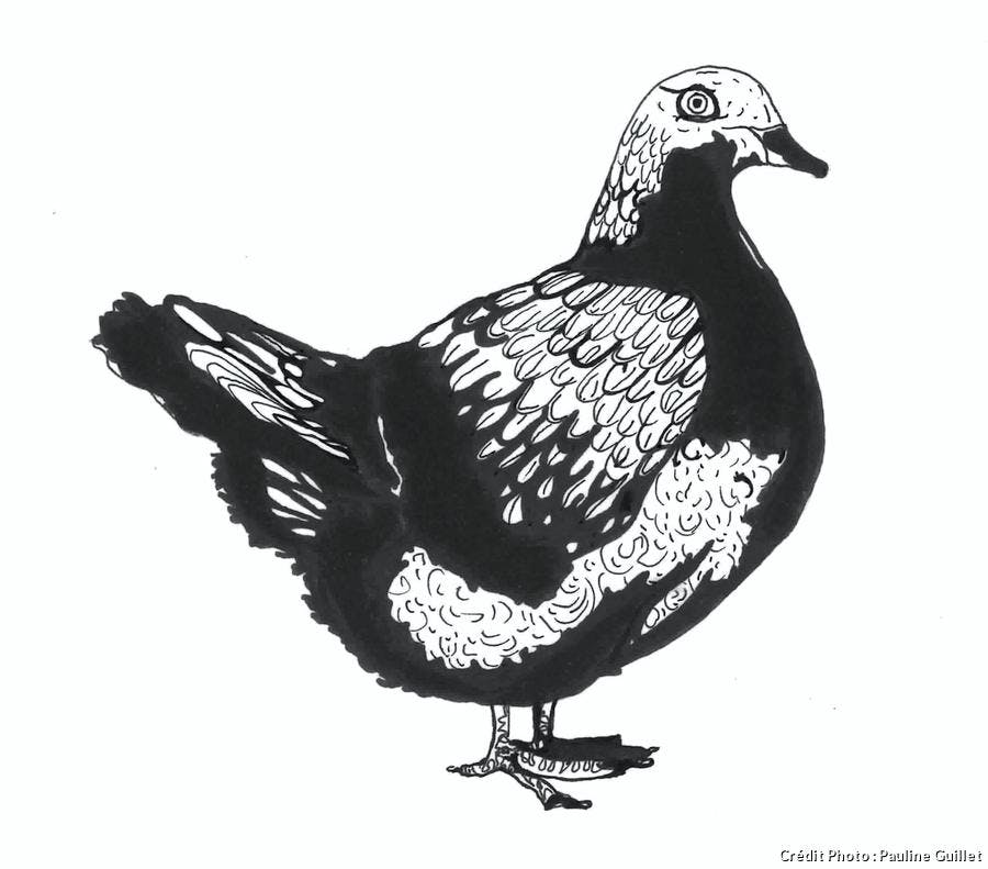 R7-pigeon-dessin_pg.jpg 