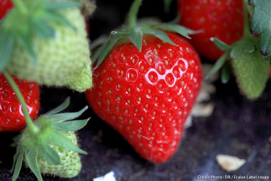 Fraises Une Histoire D Hommes Regal Fraises Une Histoire D Hommes Regal