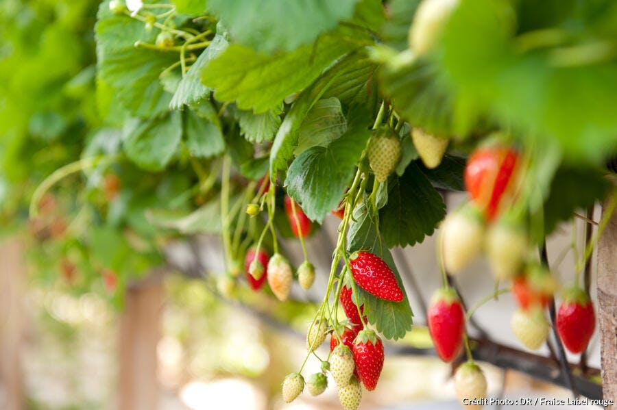 La Fraise Comment La Choisir Et La Deguster Regal La Fraise Comment La Choisir Et La Deguster Regal