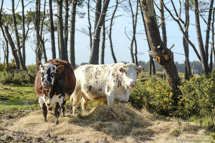 Pot Au Feu Cuisson Astuce Preparation Pot Au Feu Regal
