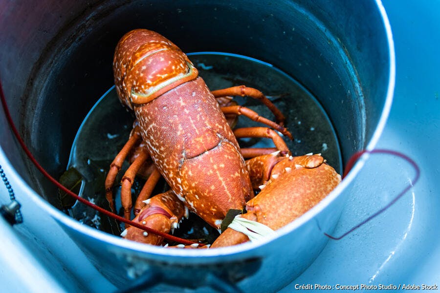 Cuisson du homard  