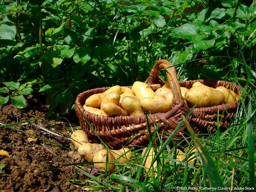 Récolte de pommes de terre 