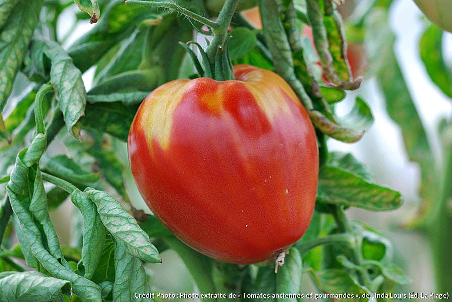 tomate coeur de boeuf  