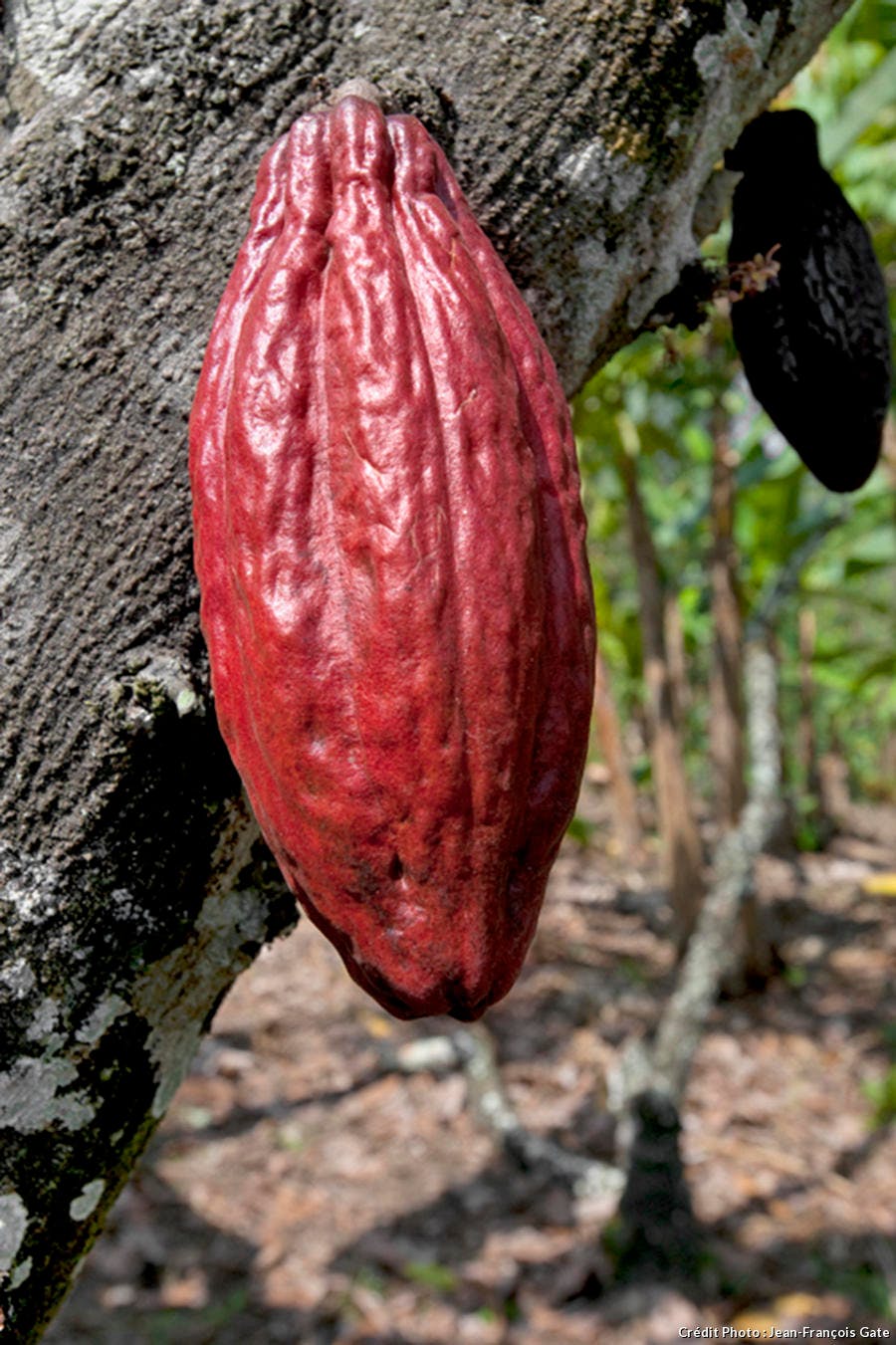 cacao 