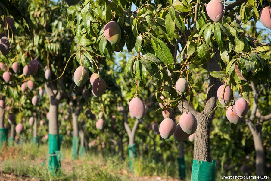 La Culture De La Mangue En Espagne Regal La Culture De La Mangue En Espagne Regal