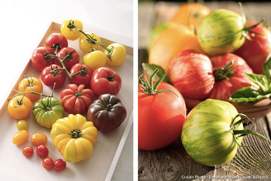 Tomates anciennes : tout sur les anciennes varietes de tomate I Régal