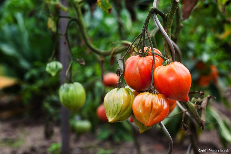 tomates coeur de boeuf  