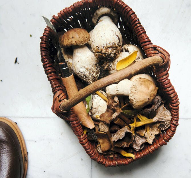 Panier de champignons fraîchement ramassés en automne 