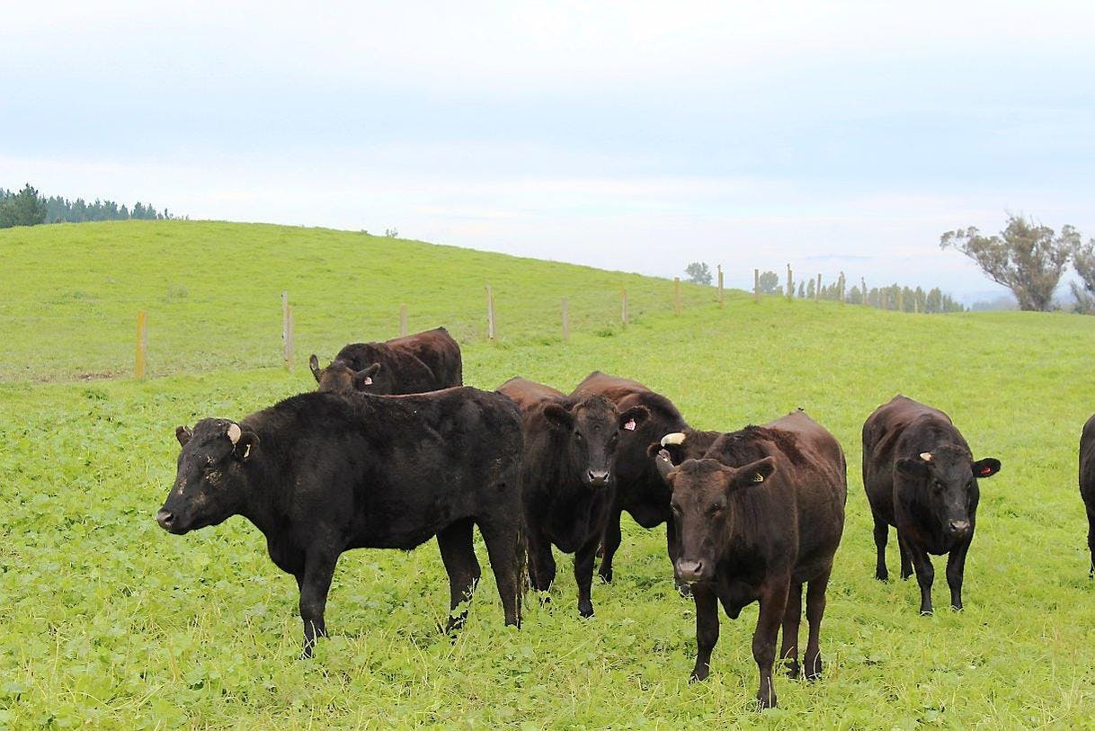 Comment Cuisiner Le Boeuf Wagyu Regal