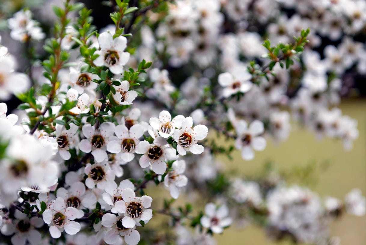 Voyage culinaire en NouvelleZélande (spécialité, cuisine, plat) Régal