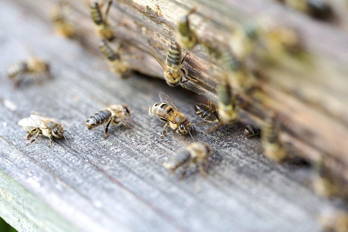 Qu'est-ce que le pollen d'abeille ? Famille Mary, apiculteur vous