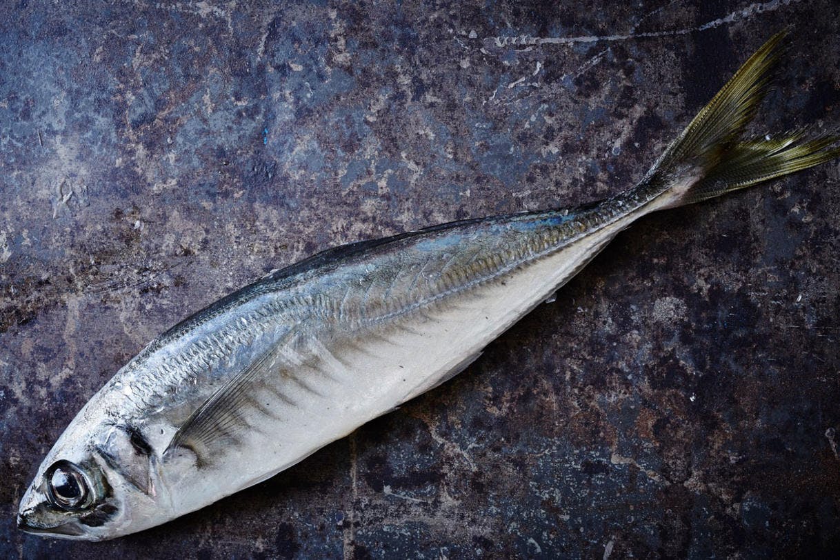Pêche durable : comment consommer du poisson de manière