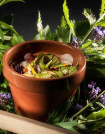 Entremet potager, salades et herbes de Monsieur Raillon, sauce crémeuse 