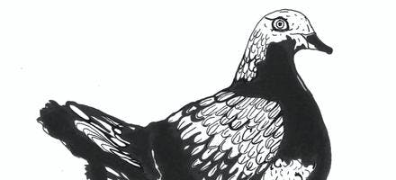 dessin pigeon