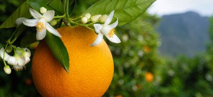 Orangers en fleurs et avec des fruits 