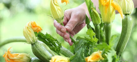 Récolte des fleurs de courgette au potager