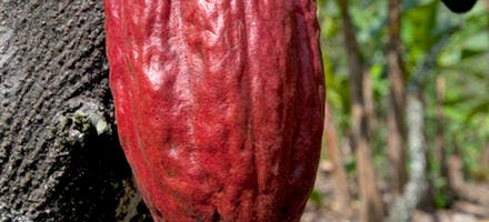 cacao cabosse