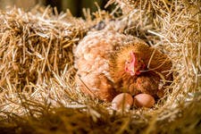 Poule avec ses oeufs