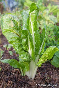 Comment Cuisiner Les Blettes Facilement Regal