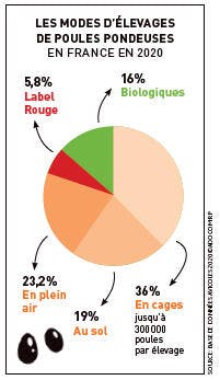 Modes d'élevages des poules