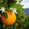 L'orange et ses variétés : le fruit star de l'hiver